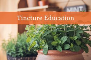 Mint plants in pots with a organge label with white writing that says "Tincture Education"